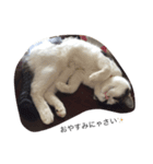 目ヂカラ猫のくー 2（個別スタンプ：1）