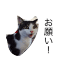 目ヂカラ猫のくー 2（個別スタンプ：5）