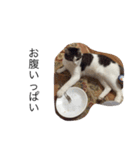 目ヂカラ猫のくー 2（個別スタンプ：7）