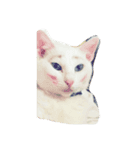 Y家の猫達（個別スタンプ：1）