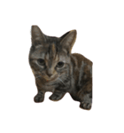 Y家の猫達（個別スタンプ：2）