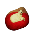Y家の猫達（個別スタンプ：3）
