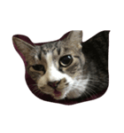 Y家の猫達（個別スタンプ：4）
