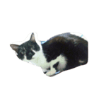 Y家の猫達（個別スタンプ：5）