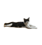 Y家の猫達（個別スタンプ：6）