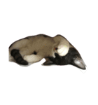 Y家の猫達（個別スタンプ：8）