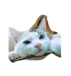 猫！猫！！猫！！！（個別スタンプ：2）