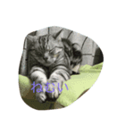 猫！猫！！猫！！！（個別スタンプ：3）