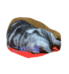 猫！猫！！猫！！！（個別スタンプ：5）
