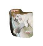 猫！猫！！猫！！！（個別スタンプ：6）