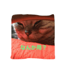 猫！猫！！猫！！！（個別スタンプ：7）