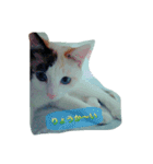 猫！猫！！猫！！！（個別スタンプ：8）
