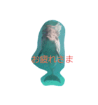 D.Dolphin（個別スタンプ：1）