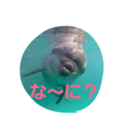 D.Dolphin（個別スタンプ：5）