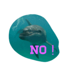 D.Dolphin（個別スタンプ：7）