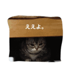 ねこ部（個別スタンプ：1）