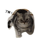 ねこ部（個別スタンプ：3）