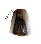 ねこ部（個別スタンプ：10）