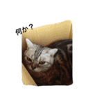 ねこ部（個別スタンプ：14）