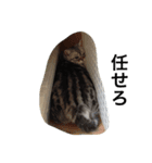 ねこ部（個別スタンプ：21）