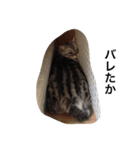 ねこ部（個別スタンプ：24）