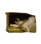 すもさん（個別スタンプ：1）