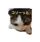 すもさん（個別スタンプ：2）
