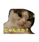 すもさん（個別スタンプ：3）