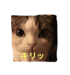 すもさん（個別スタンプ：5）
