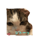 すもさん（個別スタンプ：6）
