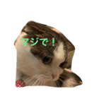 すもさん（個別スタンプ：7）