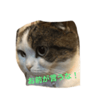 すもさん（個別スタンプ：12）