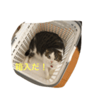 すもさん（個別スタンプ：13）