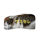 すもさん（個別スタンプ：15）