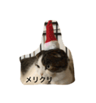 すもさん（個別スタンプ：17）