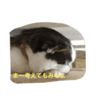 すもさん（個別スタンプ：23）