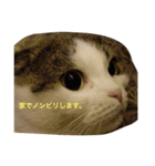すもさん（個別スタンプ：24）