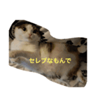 すもさん（個別スタンプ：26）