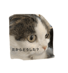 すもさん（個別スタンプ：28）