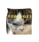 すもさん（個別スタンプ：30）