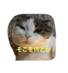 すもさん（個別スタンプ：33）
