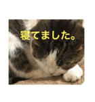 すもさん（個別スタンプ：34）