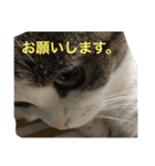 すもさん（個別スタンプ：35）