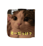 すもさん（個別スタンプ：36）
