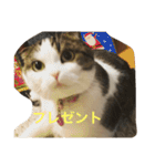 すもさん（個別スタンプ：37）