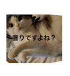 すもさん（個別スタンプ：38）
