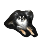 我が家の犬さん（個別スタンプ：2）