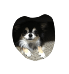 我が家の犬さん（個別スタンプ：3）