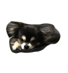 我が家の犬さん（個別スタンプ：4）