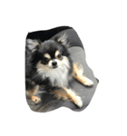 我が家の犬さん（個別スタンプ：5）